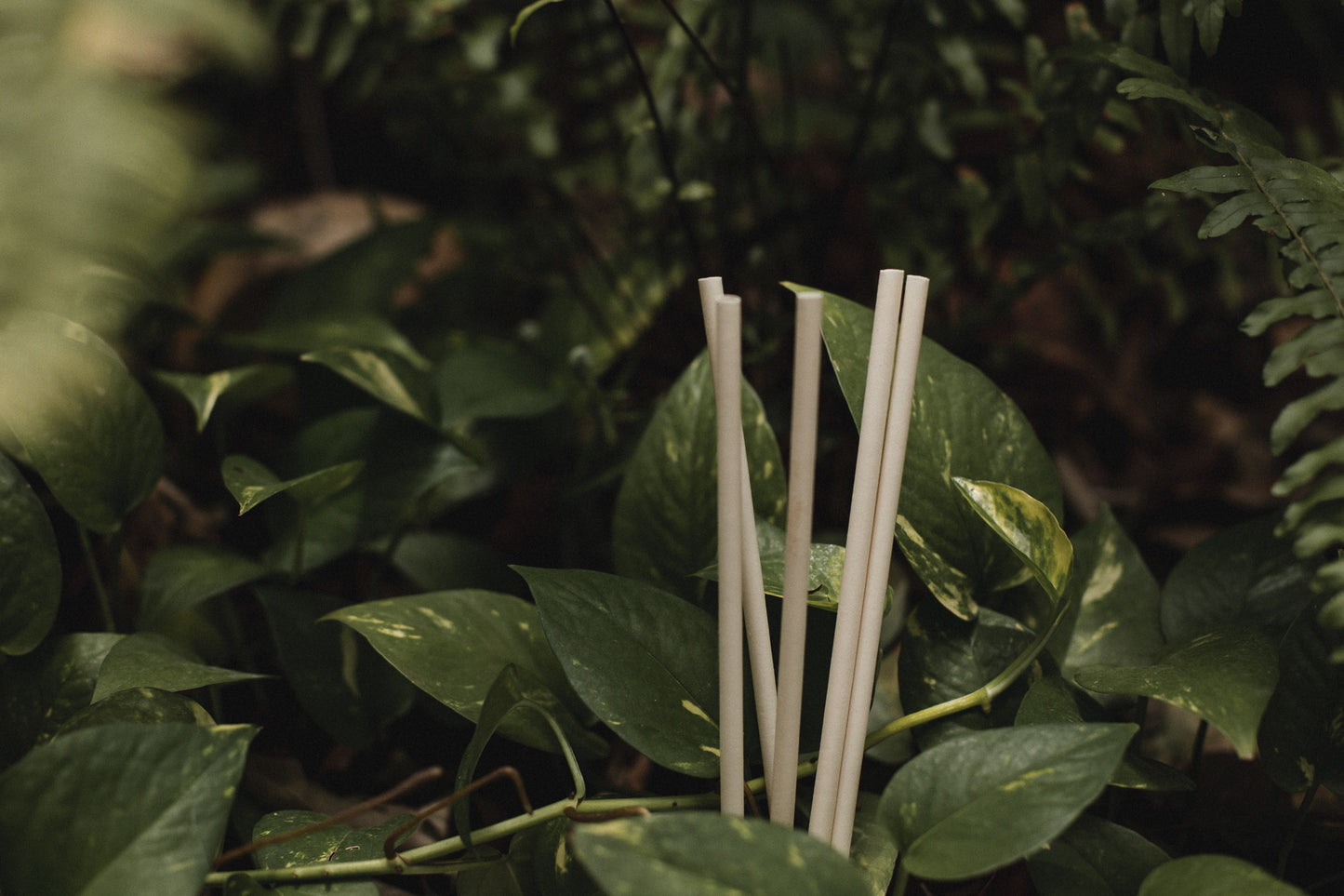 Agave Straw
